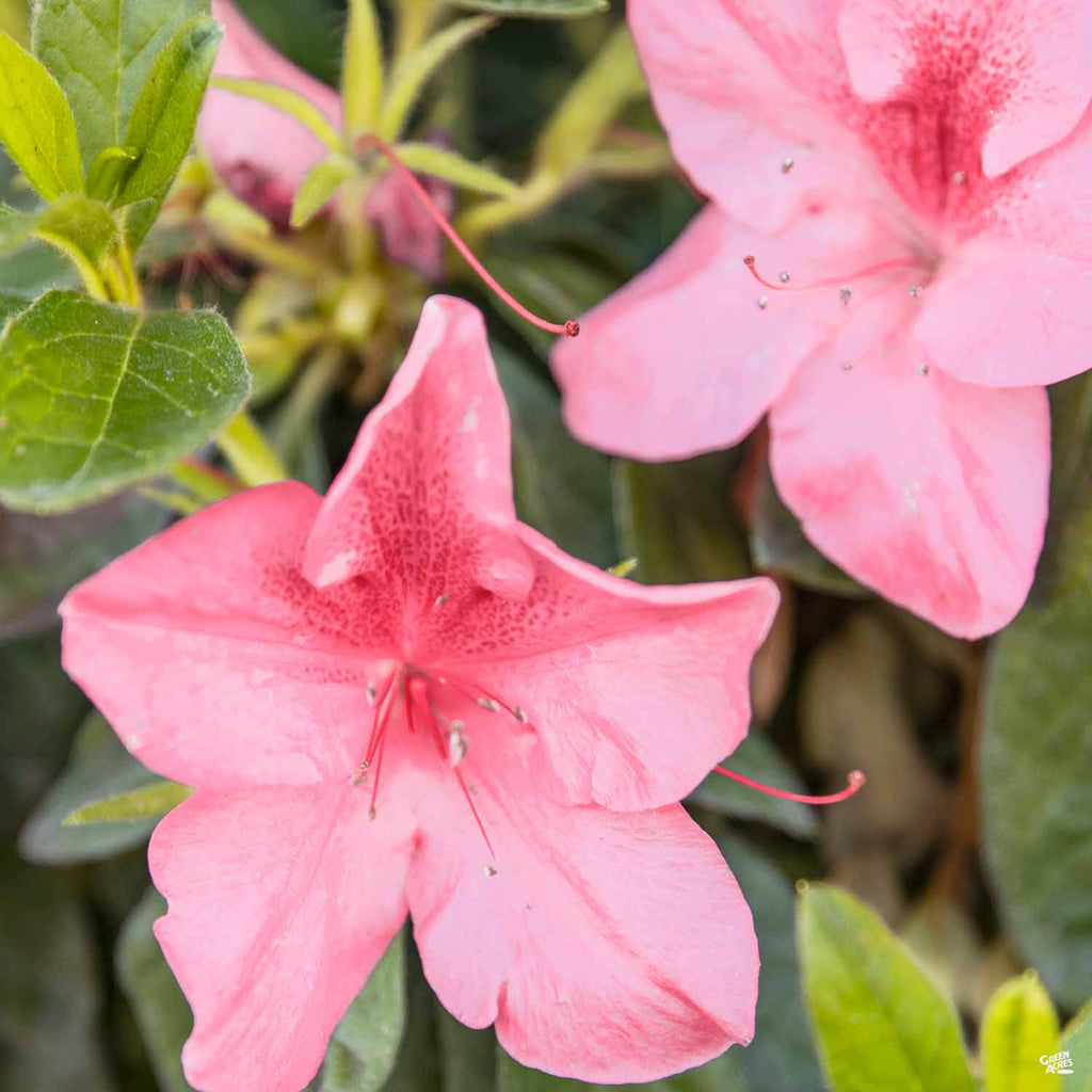 Azalea 'Pride of Dorking' — Green Acres Nursery & Supply