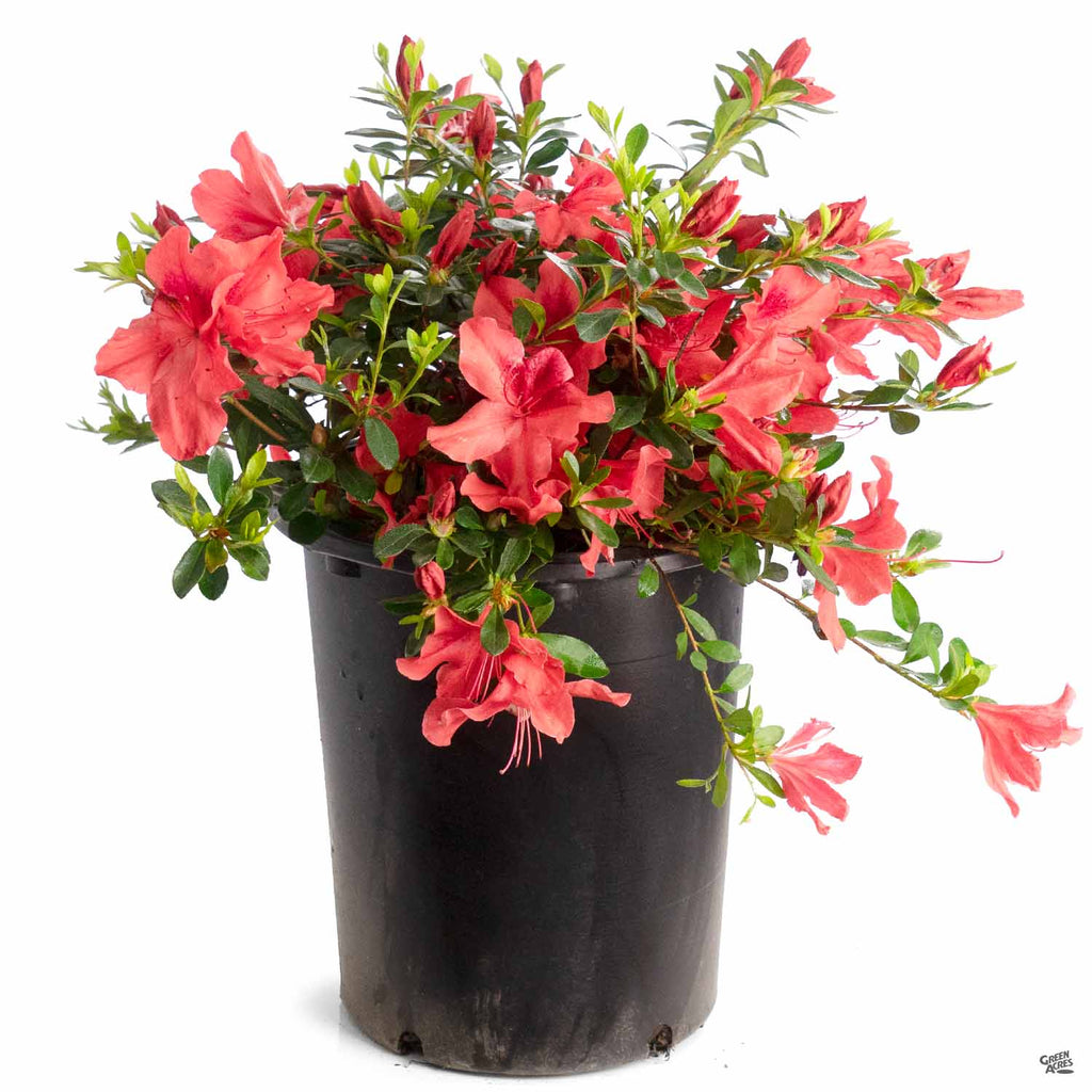 Azalea 'Orange Delight' — Green Acres Nursery & Supply