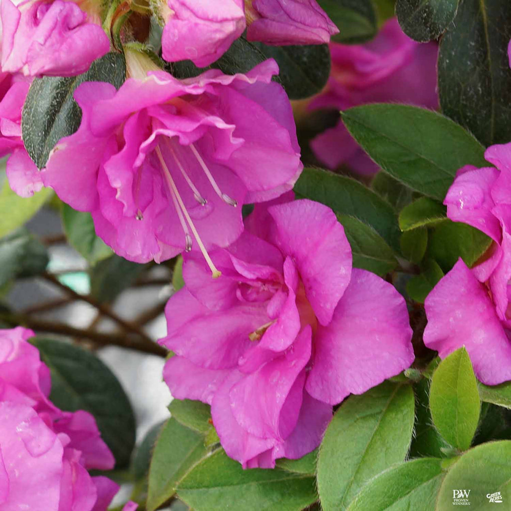 Perfecto Mundo® Double Purple Reblooming Azalea — Green Acres