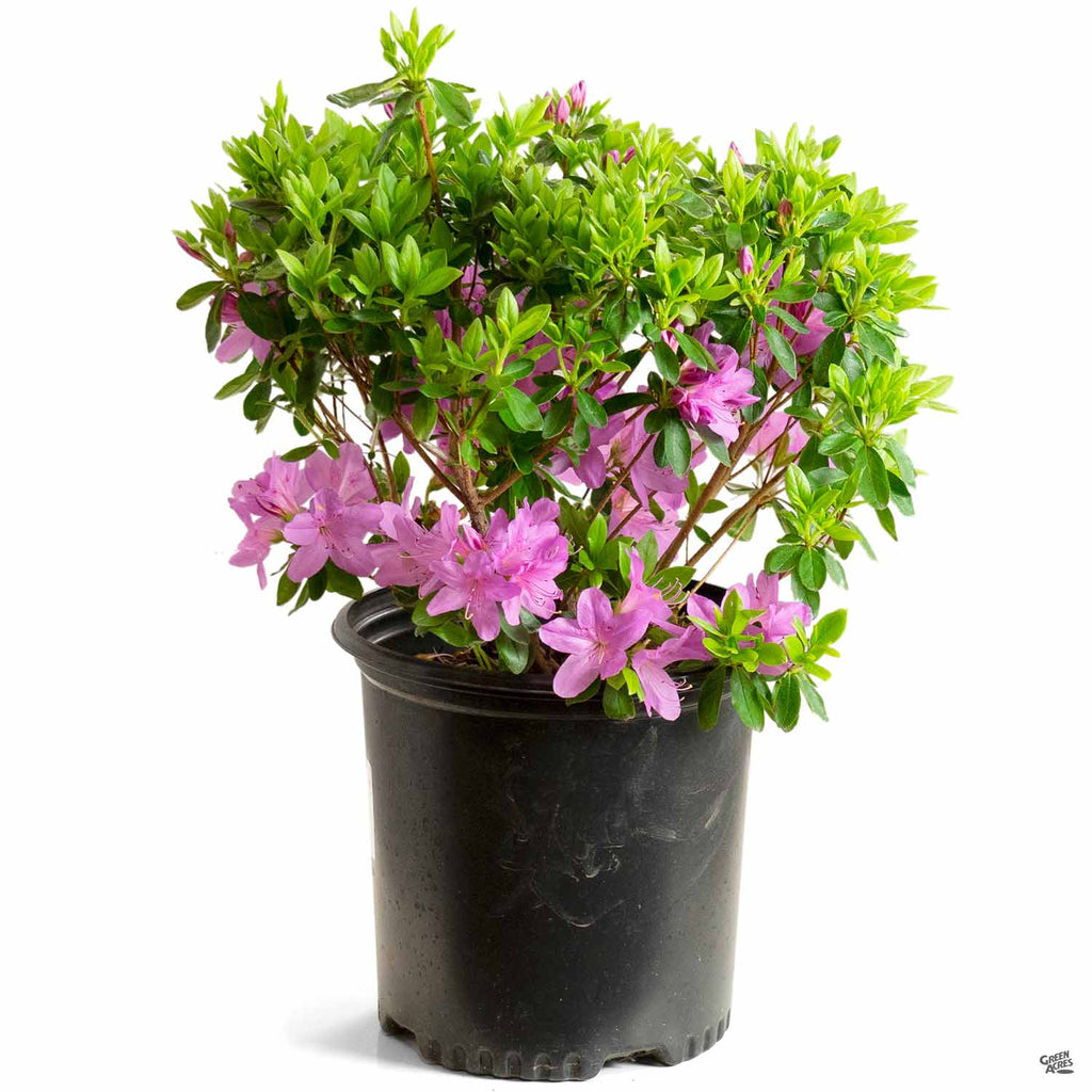 Azalea 'Sherwood Orchid' — Green Acres Nursery & Supply