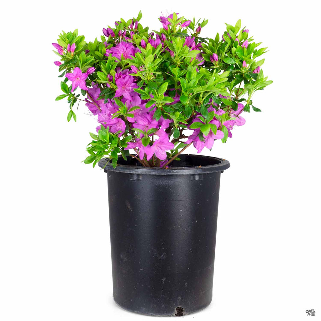 Azalea 'sherwood Orchid' — Green Acres Nursery & Supply