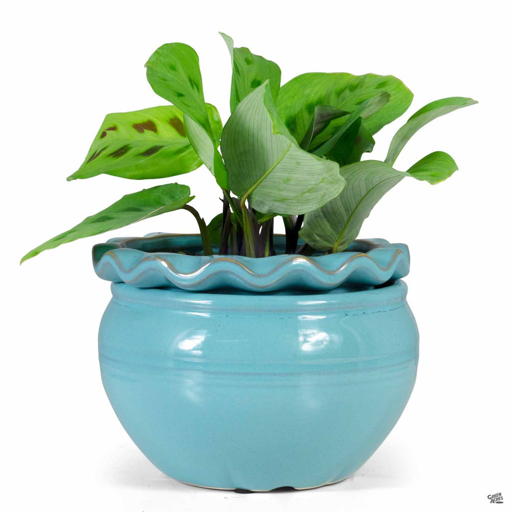 pot plant waterer Pie Rim Self-Watering Pot — Green Acres Nursery & Supply