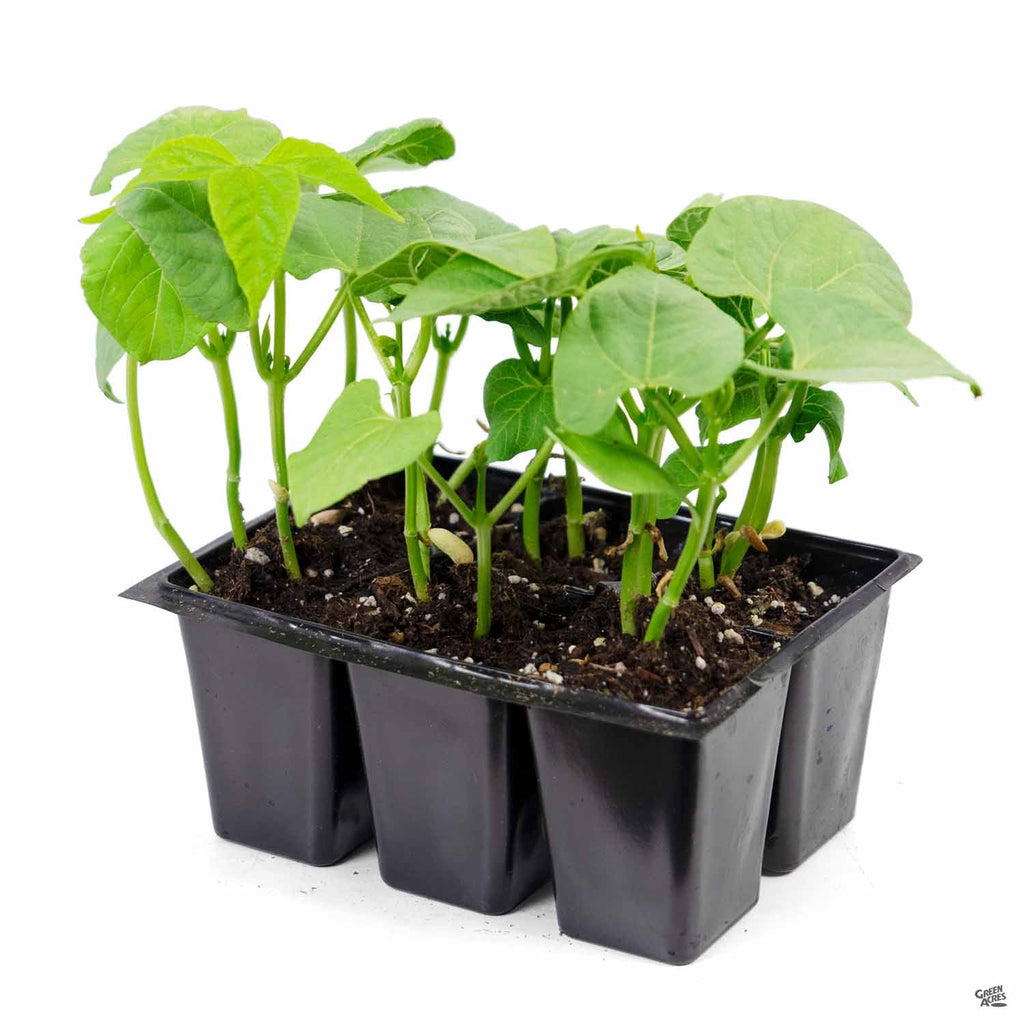 indoor bean plant Pole Bean 'Blue Lake' — Green Acres Nursery & Supply