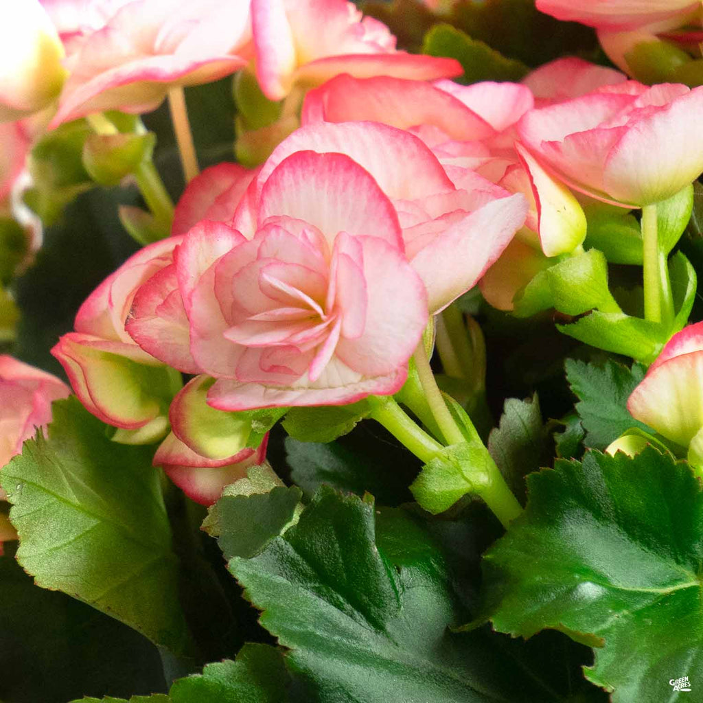 is rieger begonia an indoor or outdoor plant Rieger Begonia — Green Acres Nursery & Supply