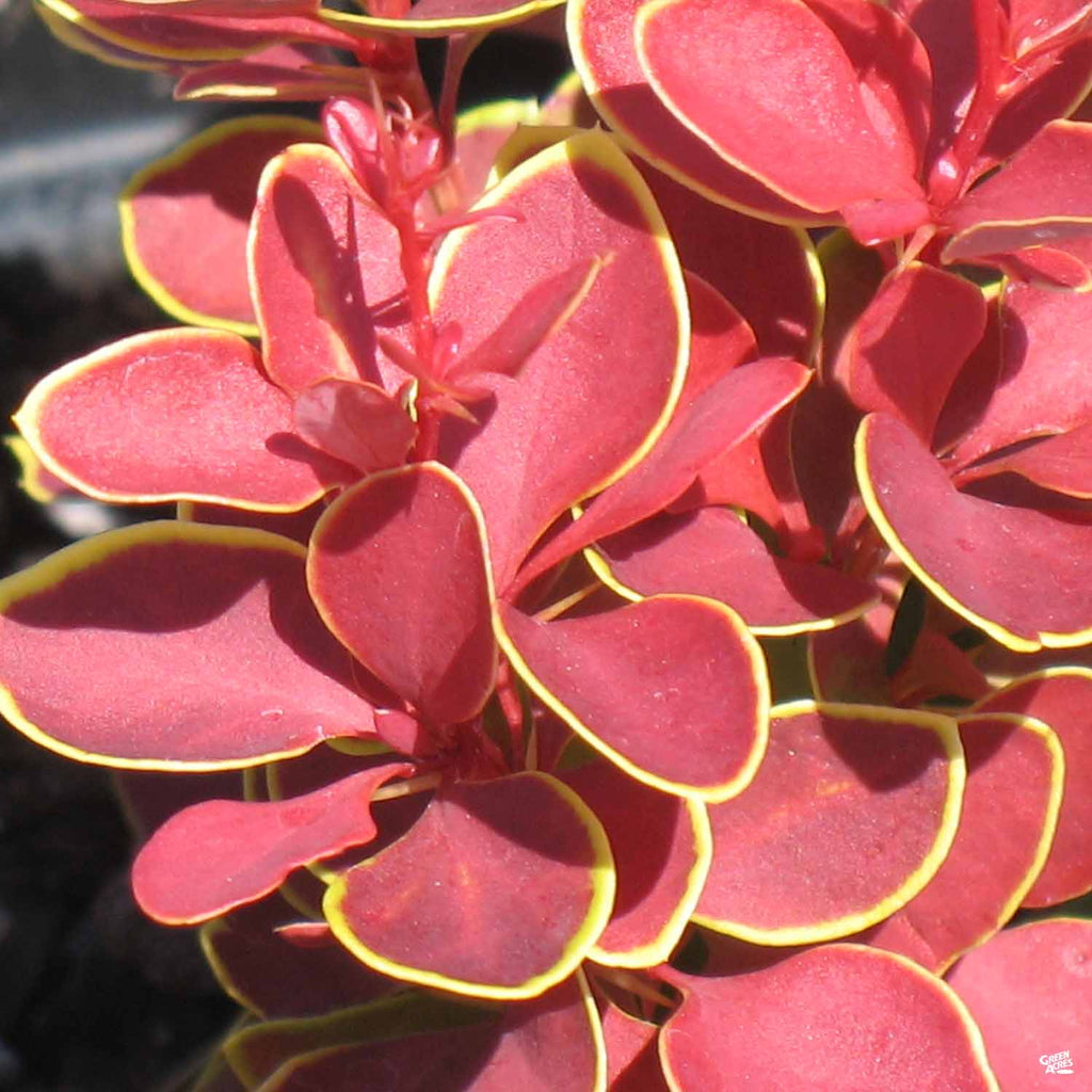 Barberry 'Admiration'  Green Acres Nursery & Supply