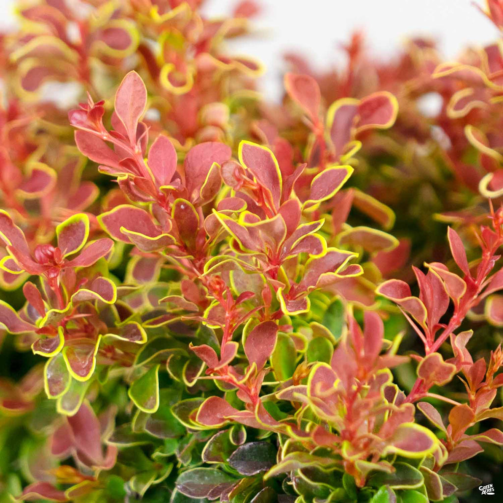 Barberry 'Admiration' — Green Acres Nursery & Supply