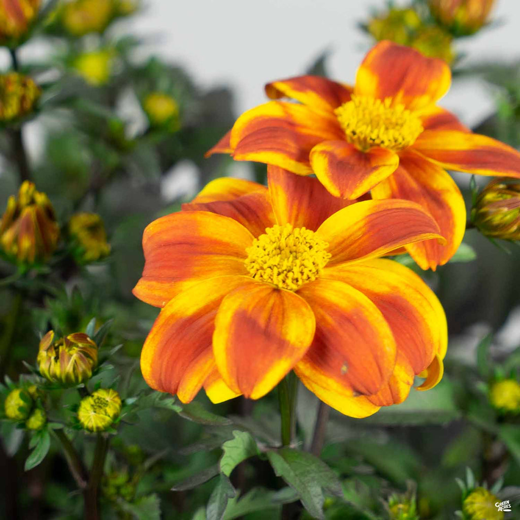 bidens plant Bidens — Green Acres Nursery & Supply
