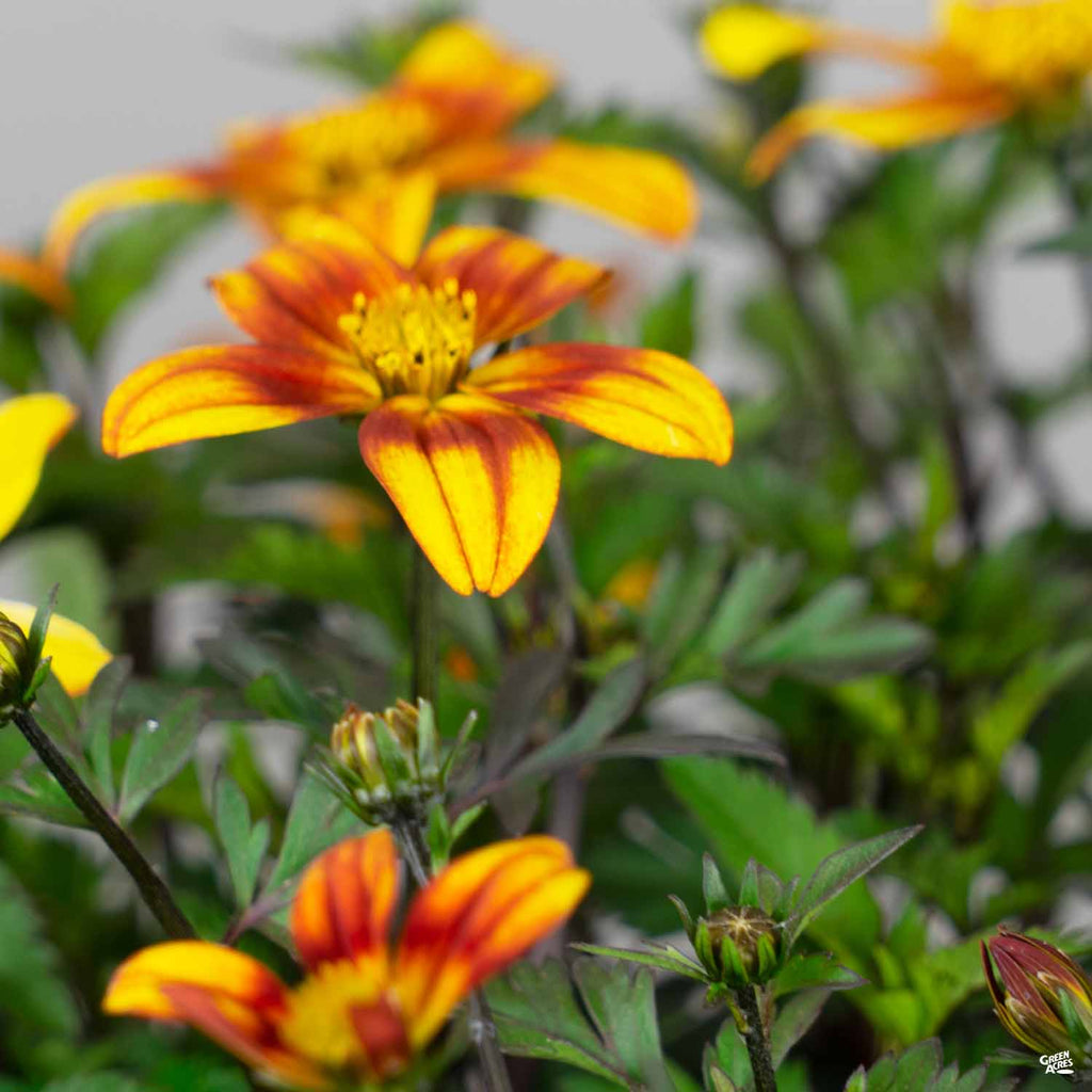 biden flower seeds Bidens — Green Acres Nursery & Supply