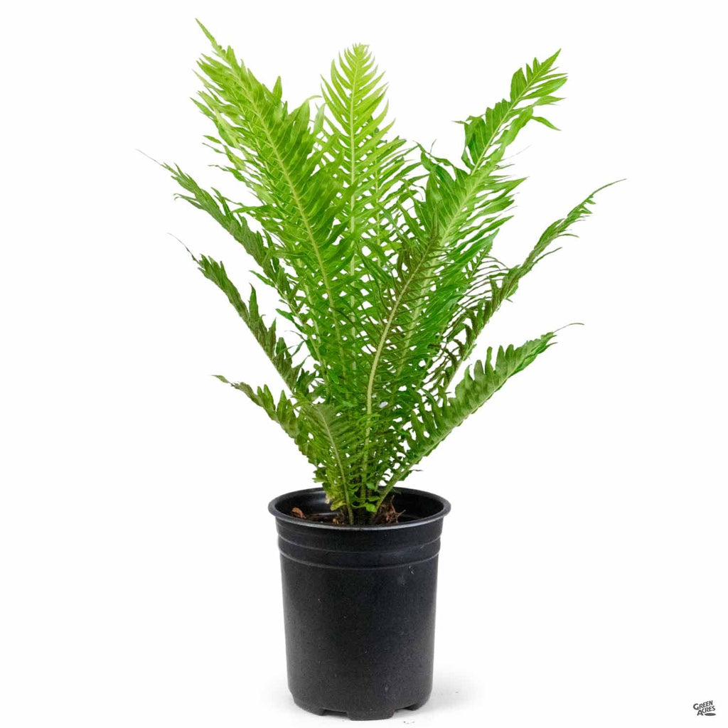 tree fern indoor plant Dwarf Tree Fern 'Silver Lady' — Green Acres Nursery & Supply