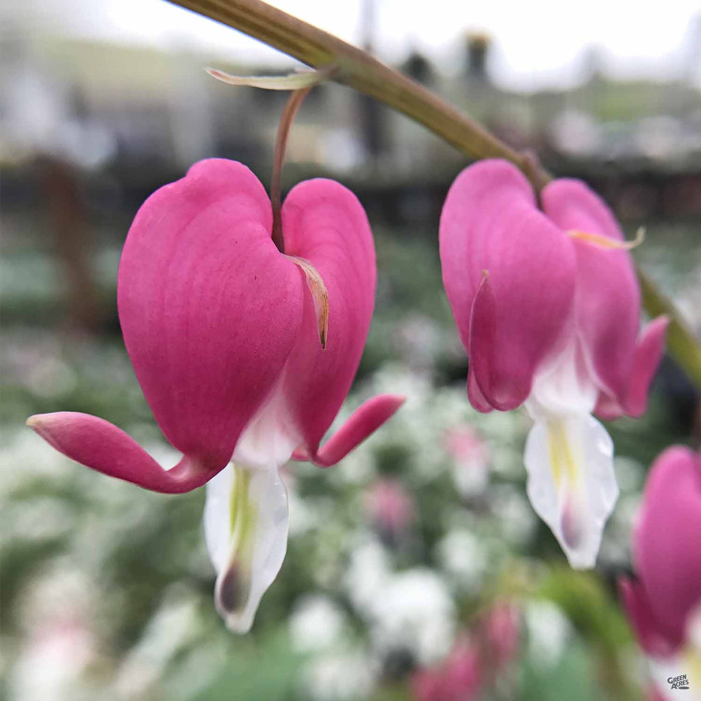 bleeding heart indoor plant Bleeding Heart - Dicentra