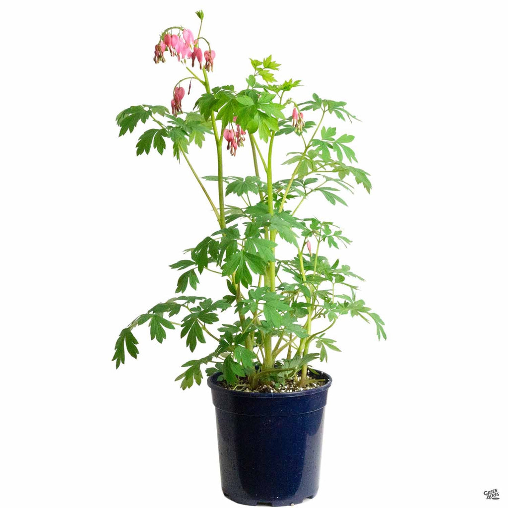 can i plant a bleeding heart in a pot Bleeding Heart - Dicentra