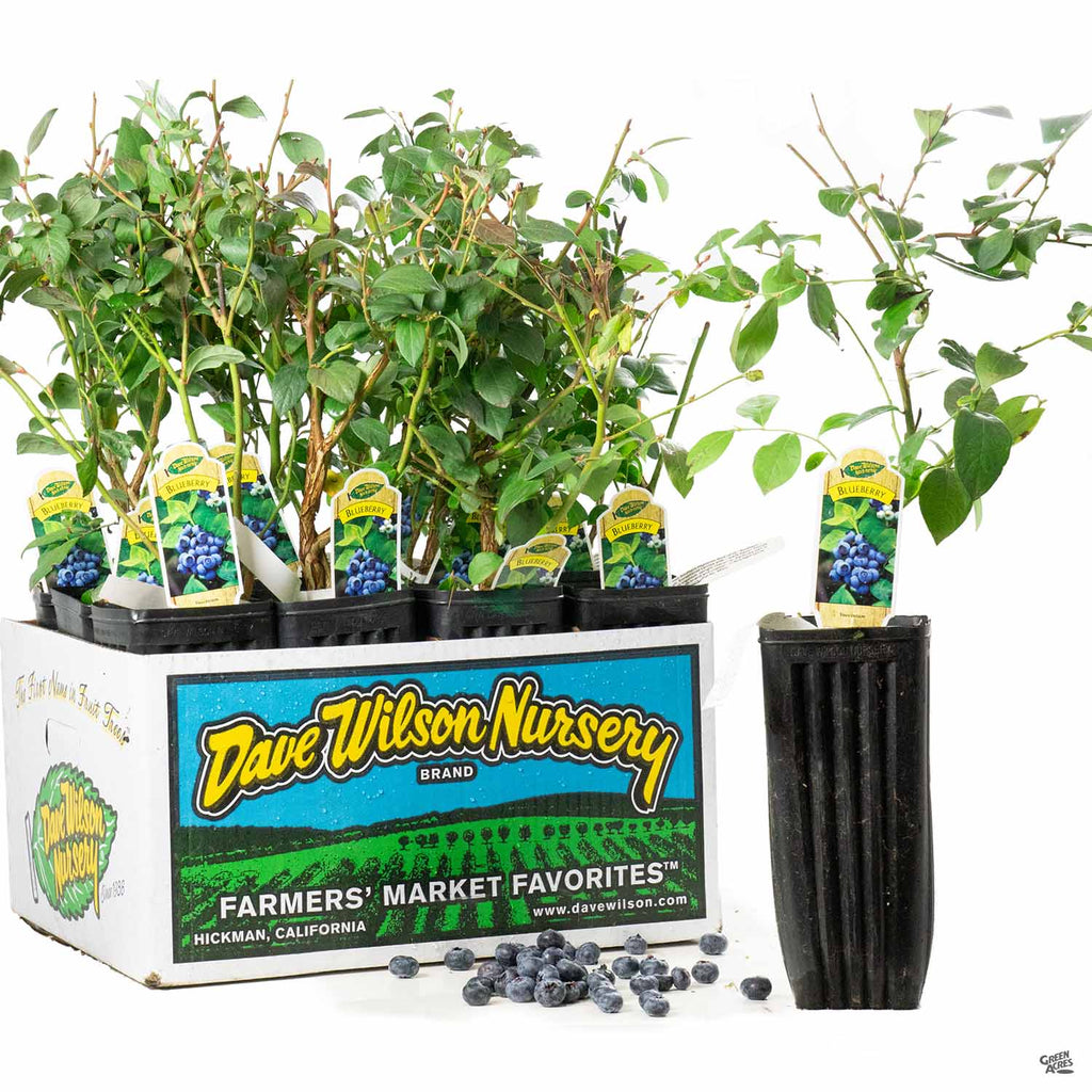 Blueberry Assorted 4