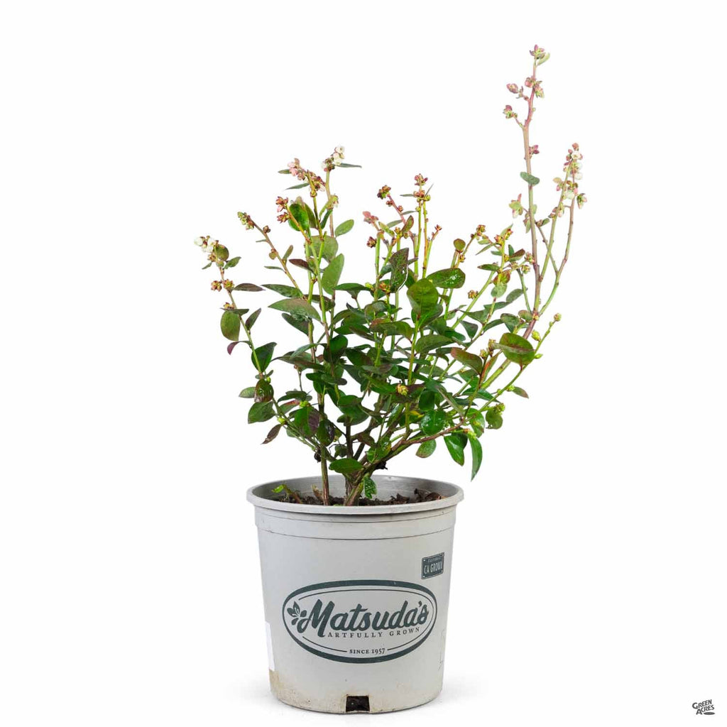 Blueberry 'Spartan'  Green Acres Nursery & Supply