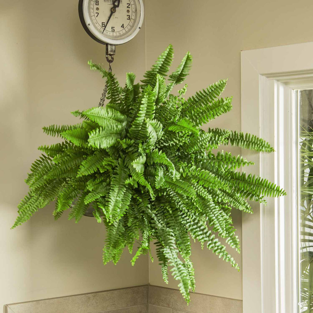 hanging fern planter Boston Fern — Green Acres Nursery & Supply