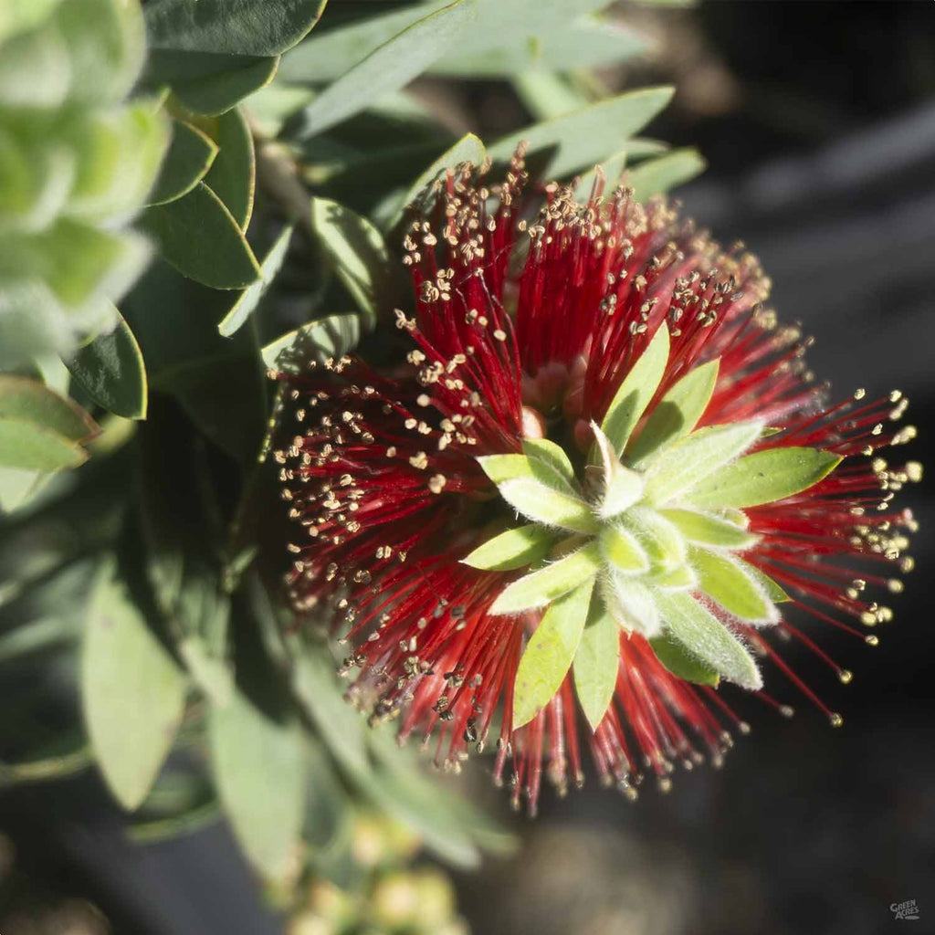 Little John Dwarf Bottlebrush, Callistemon 'Little John', Monrovia Plant