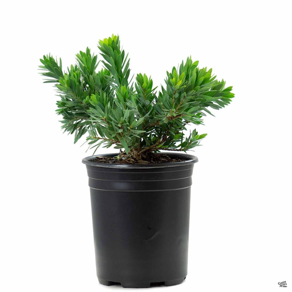 can bottlebrush be planted in a pot Bottlebrush 'Little John' — Green Acres Nursery & Supply