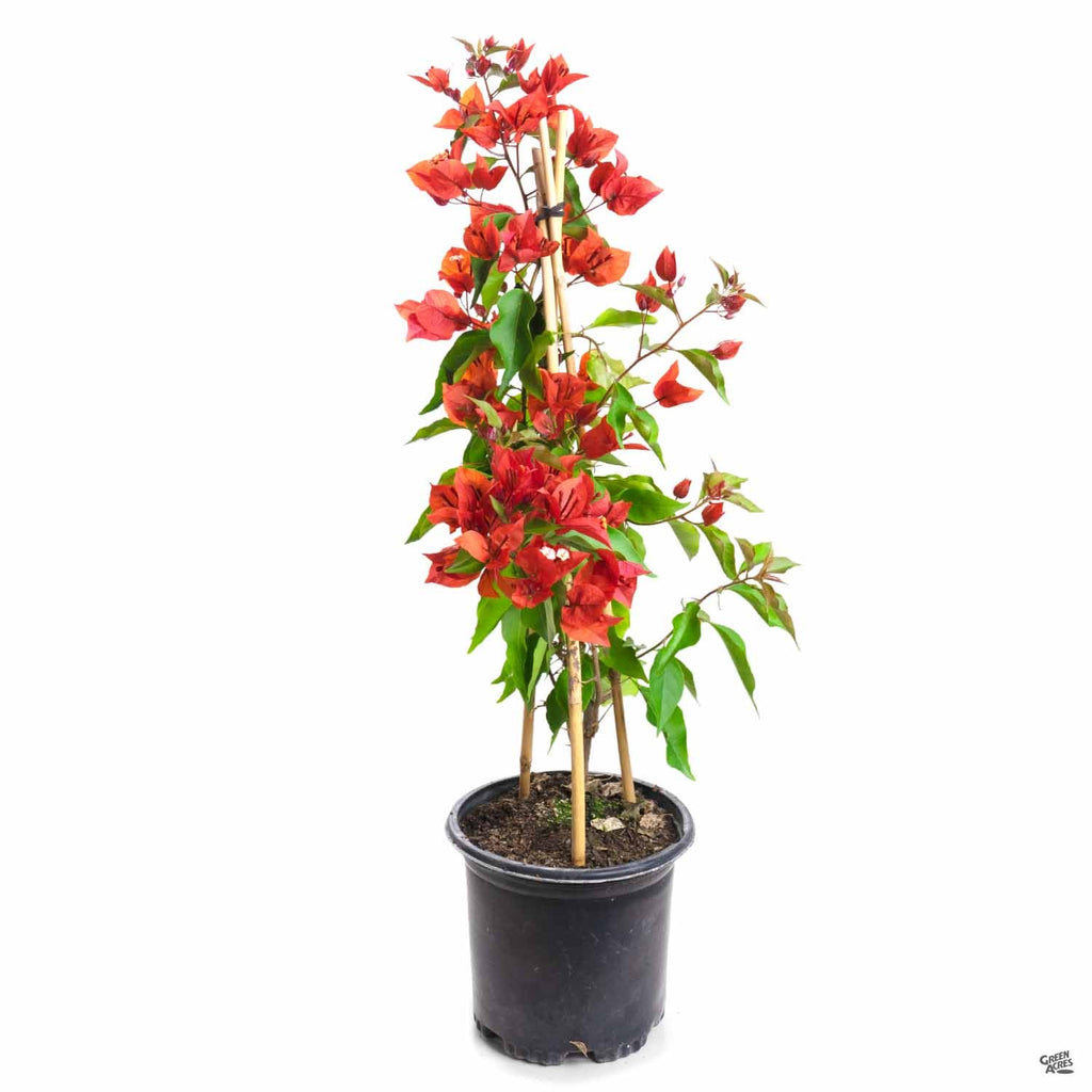 Bougainvillea Staked — Green Acres Nursery & Supply