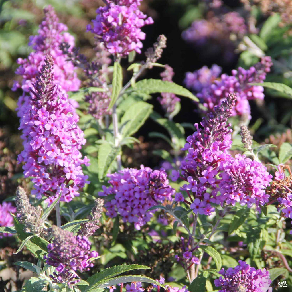 lavender butterfly plant Butterfly Bush Buzz™ Lavender — Green Acres Nursery & Supply