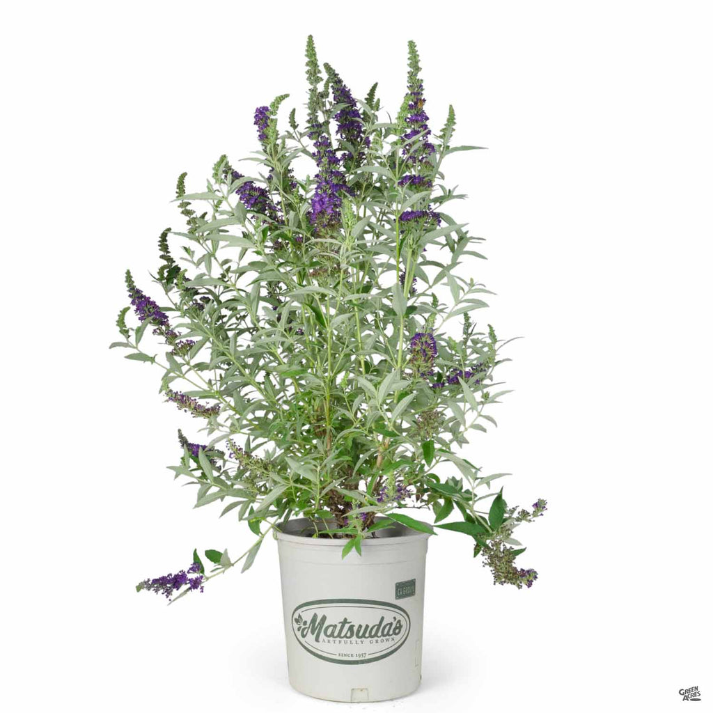 Butterfly Bush Buzz™ Midnight — Green Acres Nursery & Supply