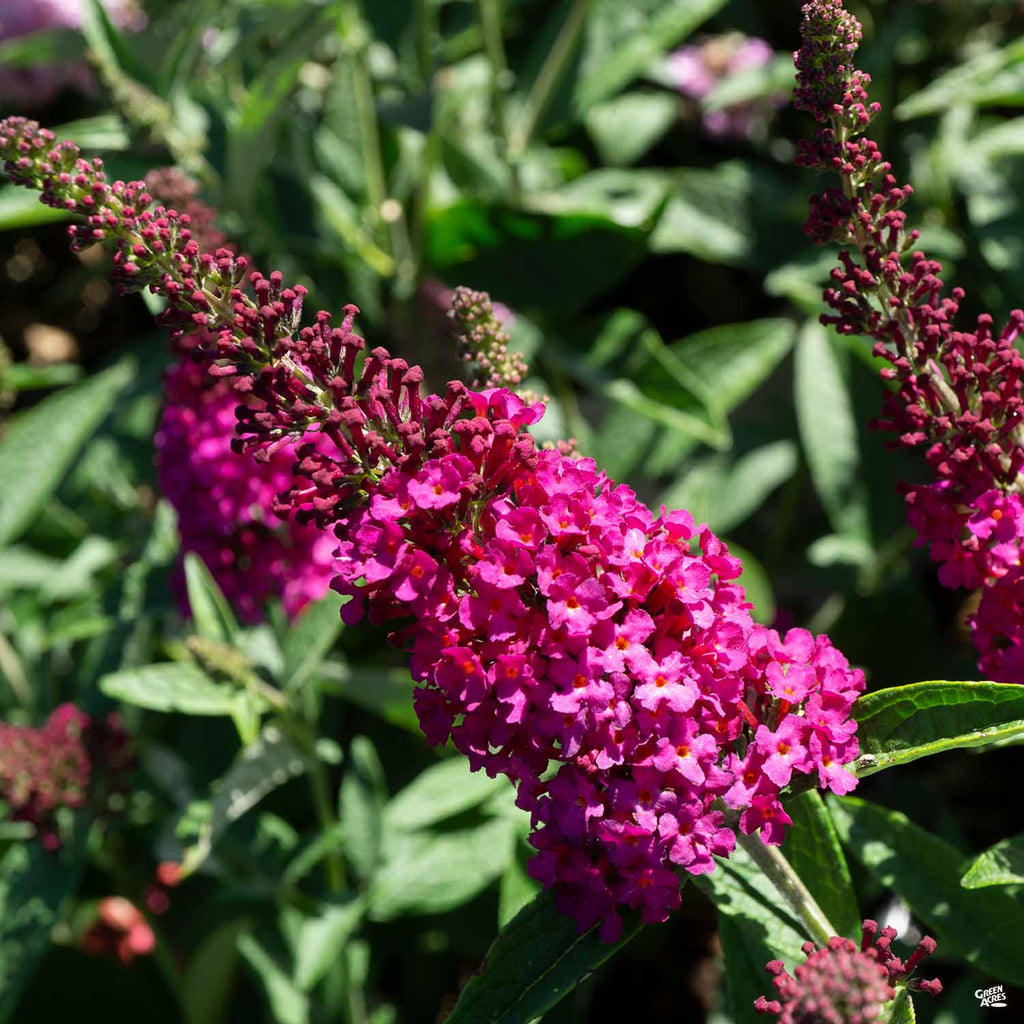 Miss Molly Butterfly Bush (Buddleia 'Miss Molly') in Welland St. Catherines  Ft. Erie Pelham Ontario ON at Vermeer's Garden Centre