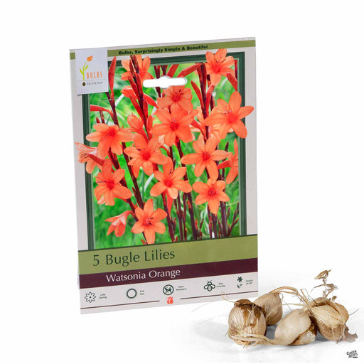 Bugle Lilies Watsonia Orange 5- pack