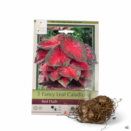 Fancy Leaf Caladiums Red Flash