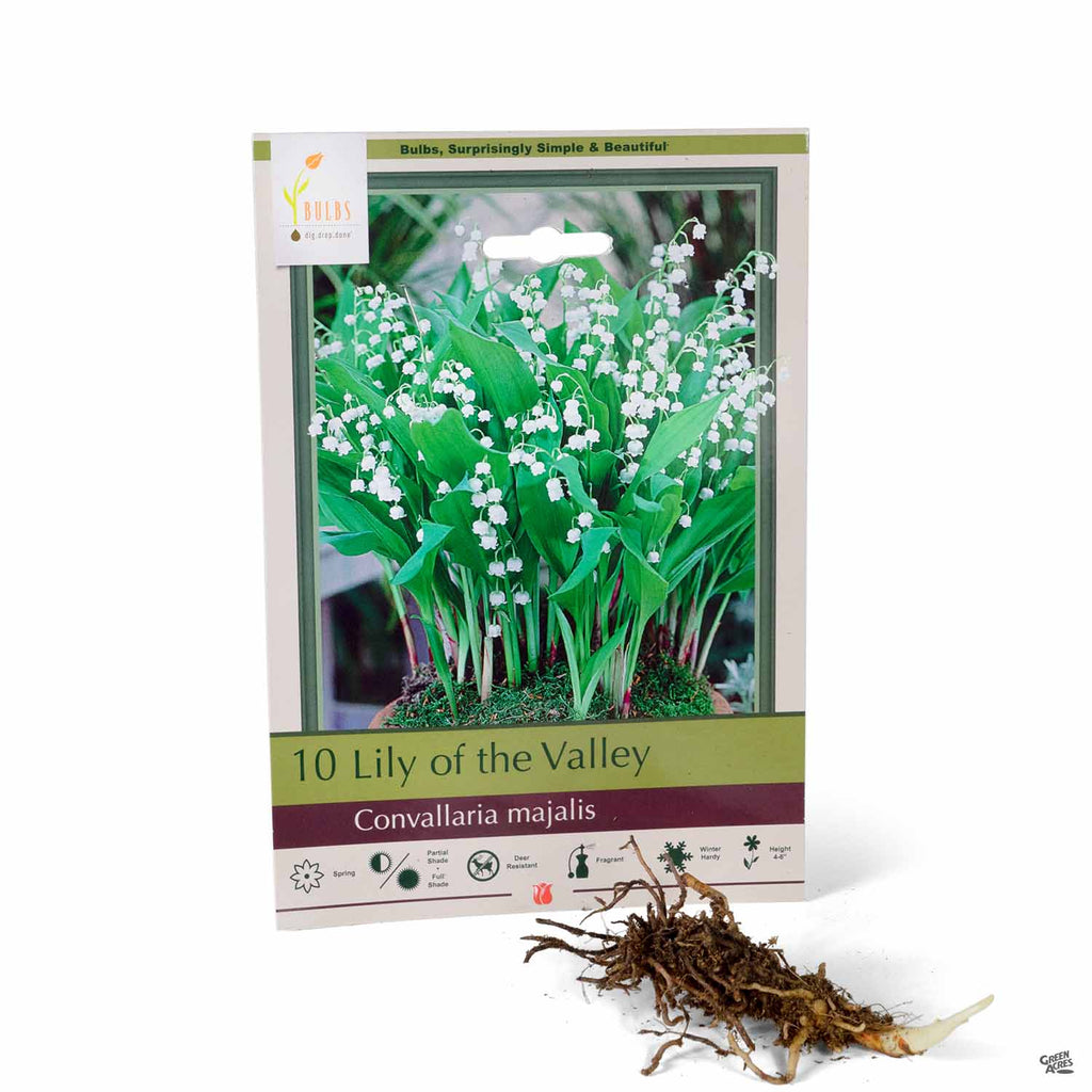  Lily of The Valley Bulbs for Planting Lily Flower