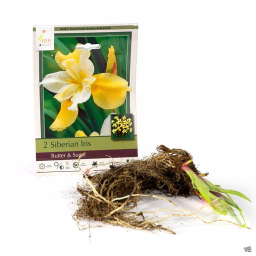 Siberian Iris Butter and Sugar 2- pack