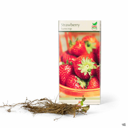 Strawberry Surecrop