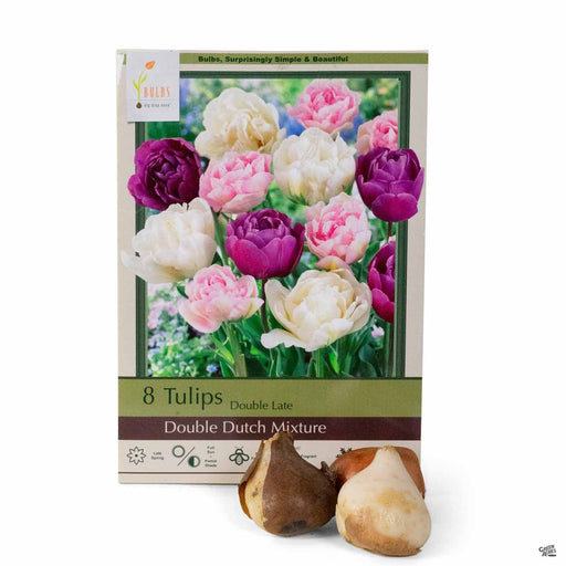 Tulips Double Late Double Dutch Mixture 8-pack