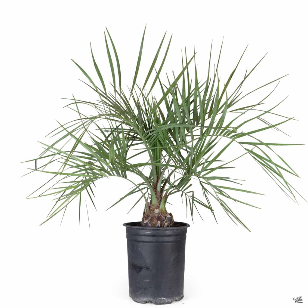 little palm tree looking plant Pindo Palm — Green Acres Nursery & Supply