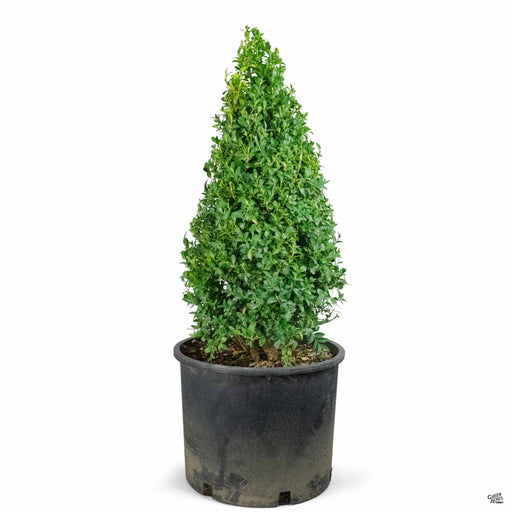 Boxwood Cone Topiary 7 gallon