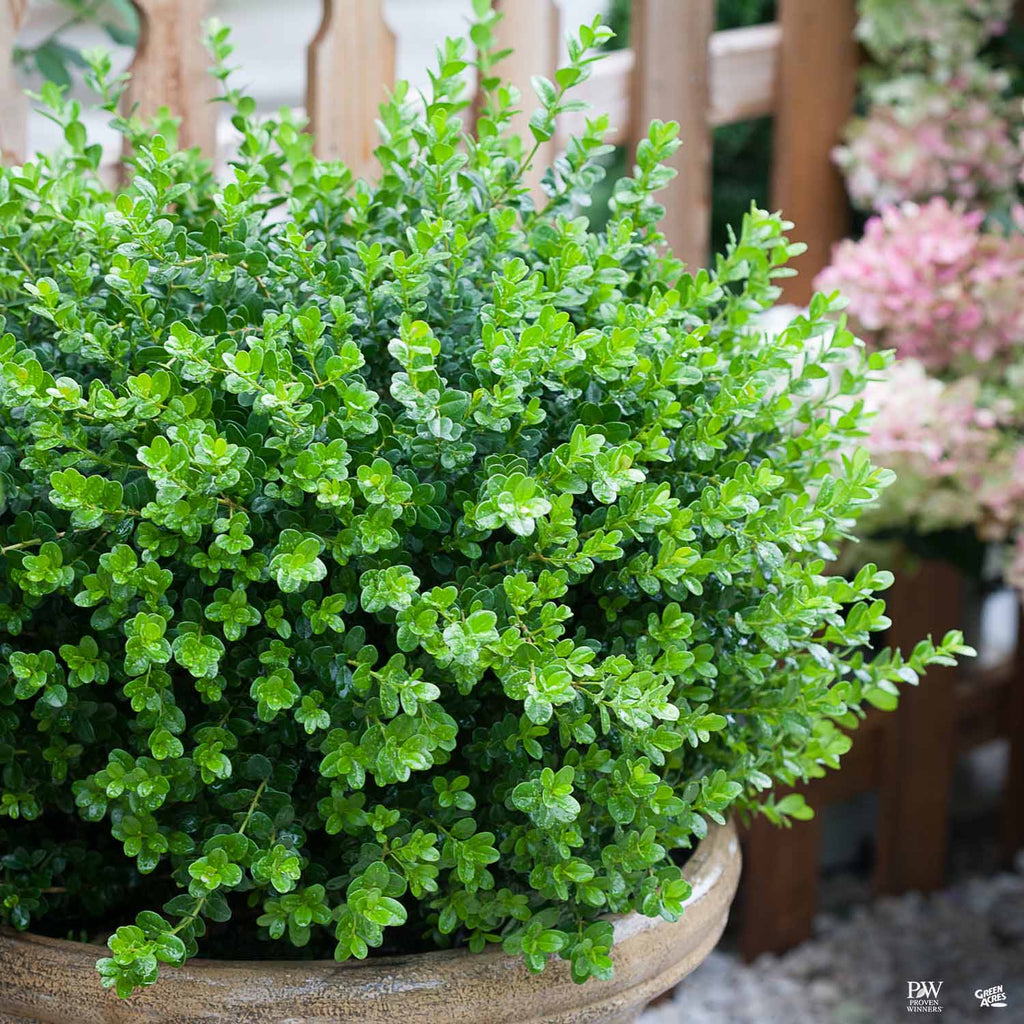 Sprinter ® Boxwood — Green Acres Nursery & Supply