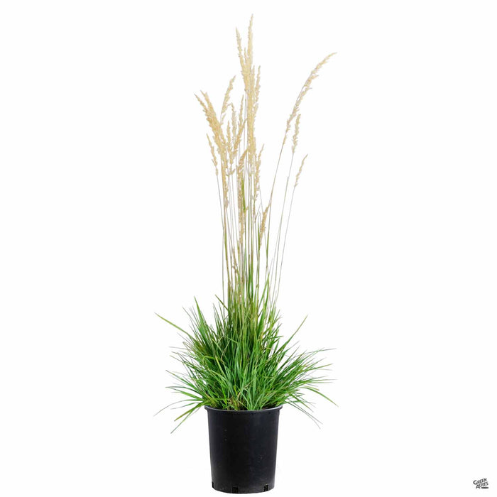 Feather Reed Grass Karl Foerster 5 gallon