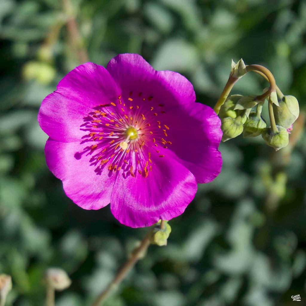 rock purslane succulent Rock Purslane — Green Acres Nursery & Supply