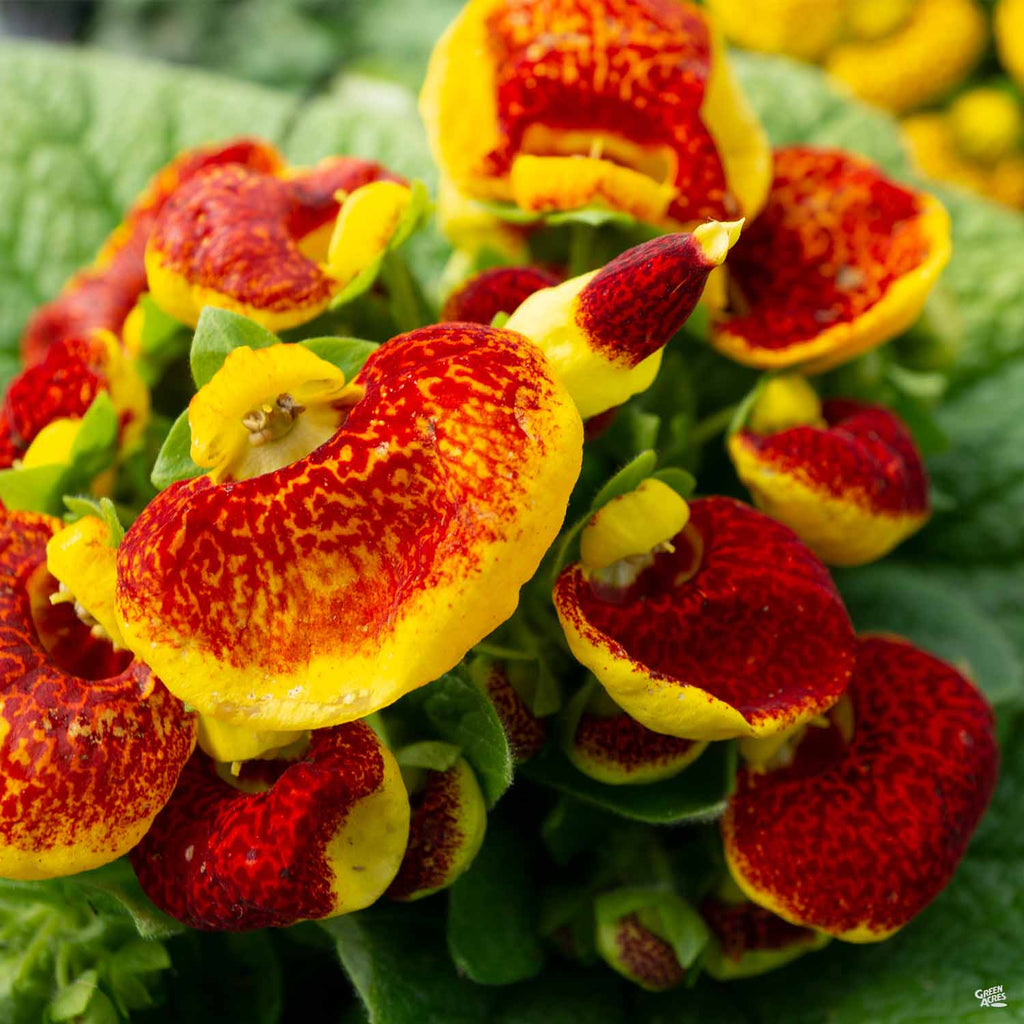 calceolaria indoor plant Pocketbook Flower — Green Acres Nursery & Supply