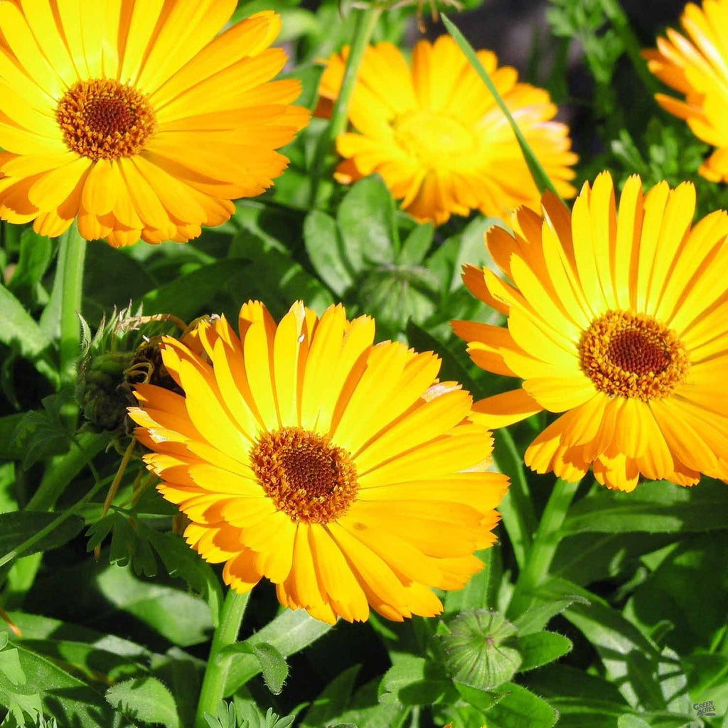 Calendula Officinalis Flower calendula-officinalis-flower