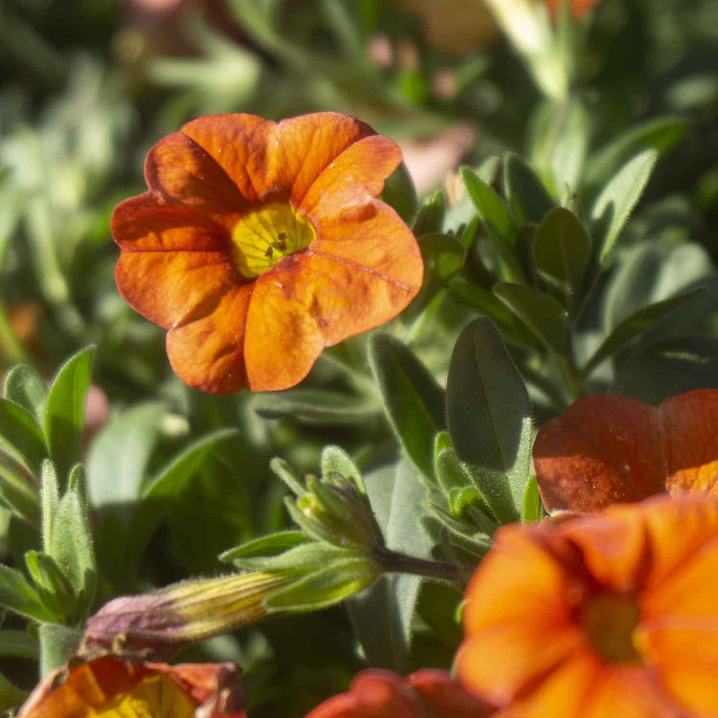 Million Bells — Green Acres Nursery & Supply
