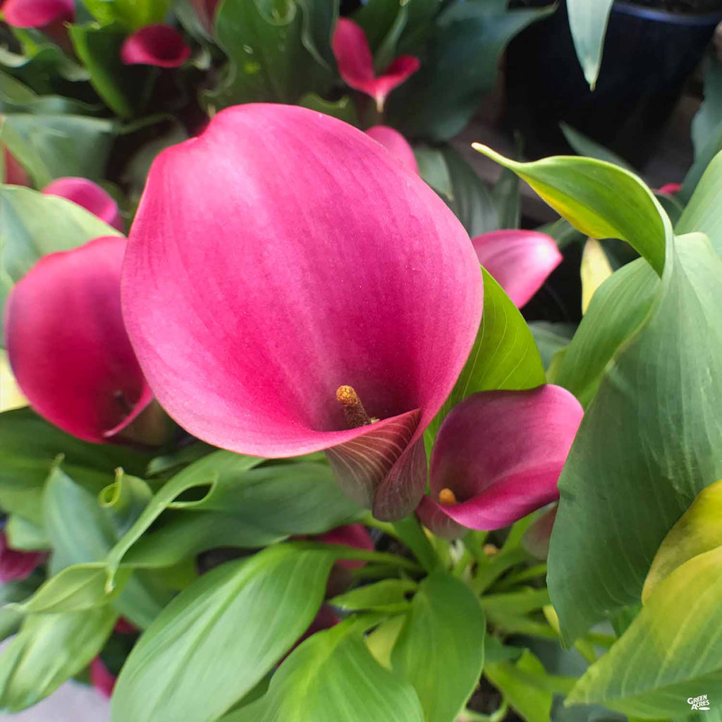 Calla Lily Hybrids — Green Acres Nursery & Supply