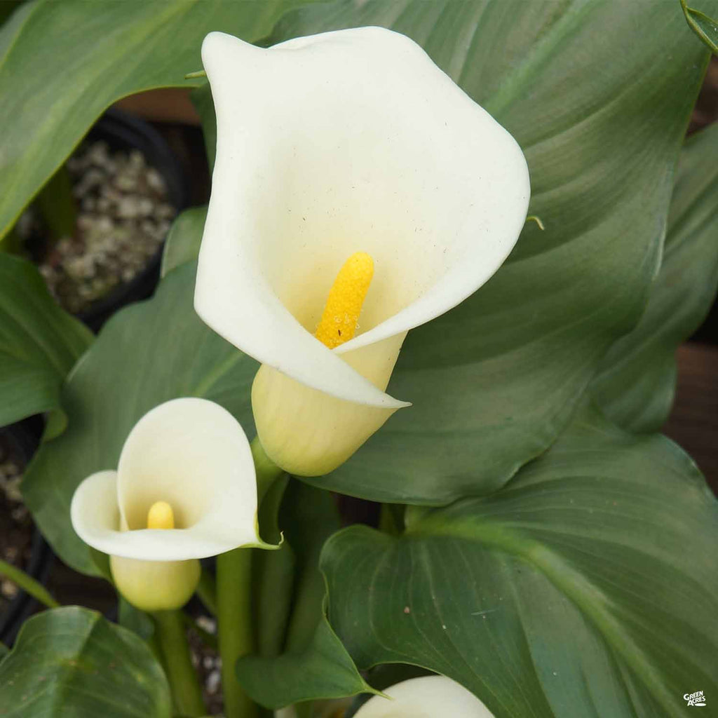 Common White Calla Lily Green Acres Nursery Supply common-white-calla-lily-green-acres-nursery-supply