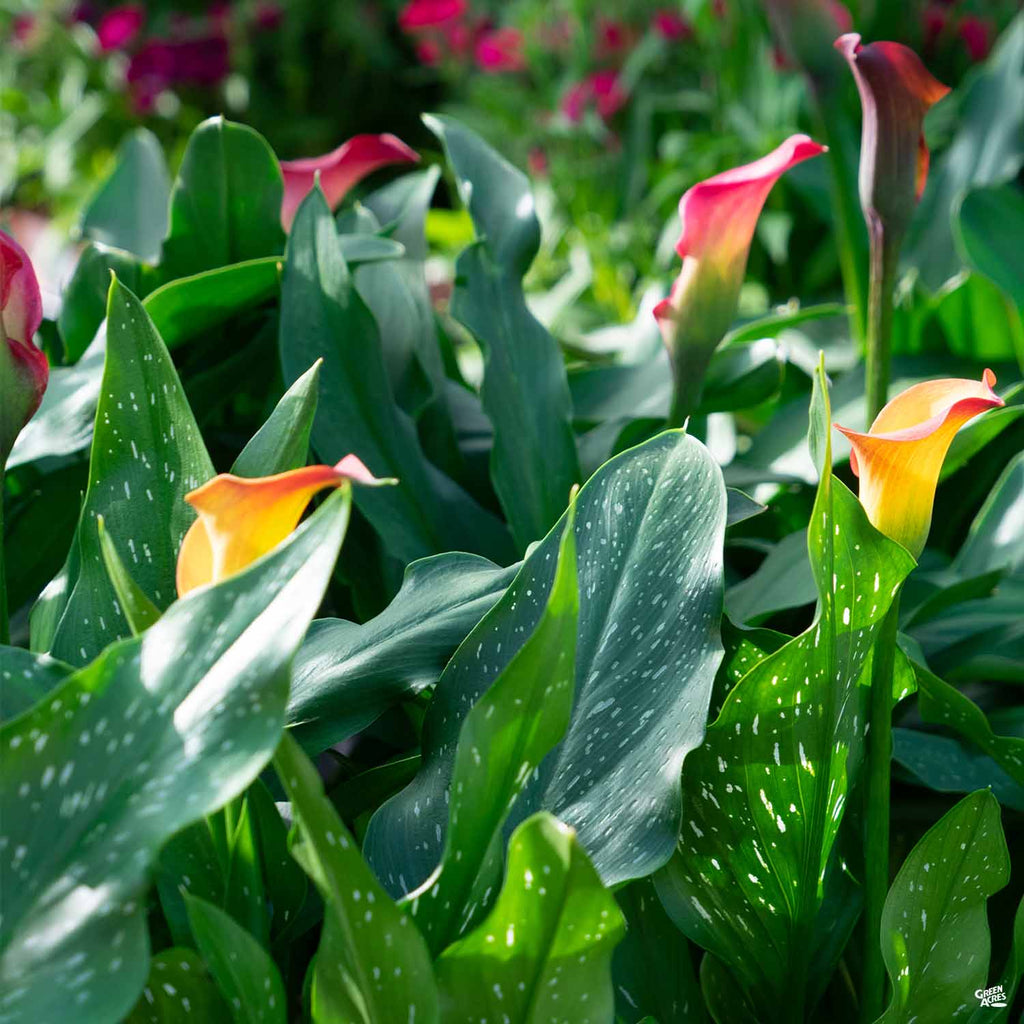 calla lilies flower philodendron Calla Lily Hybrids — Green Acres Nursery & Supply