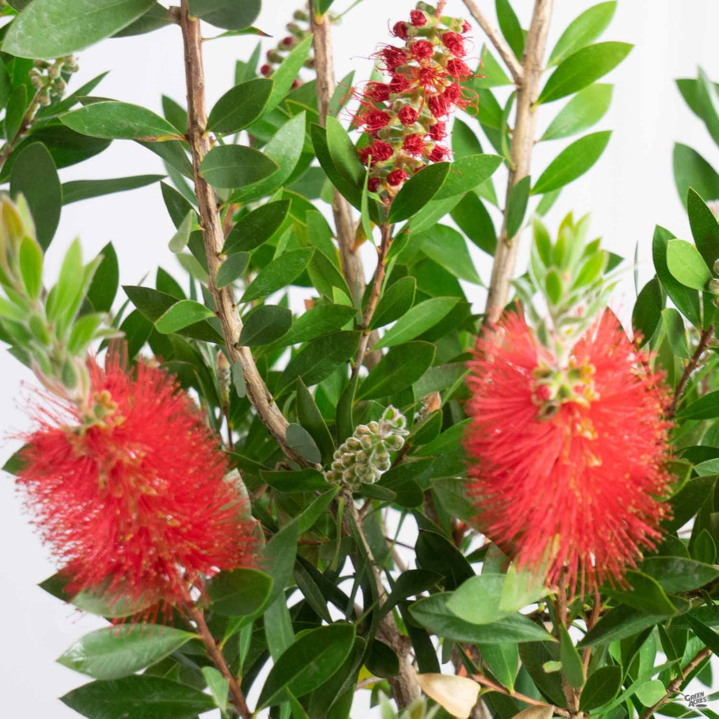 fertilizer for bottlebrush plant Lemon Bottlebrush — Green Acres Nursery & Supply