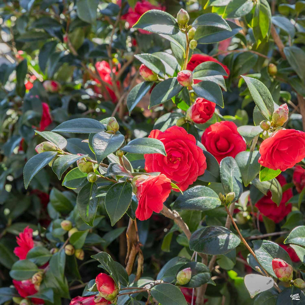 camellia japonica rosso Camellia j. 'Nuccio's Bella Rossa'