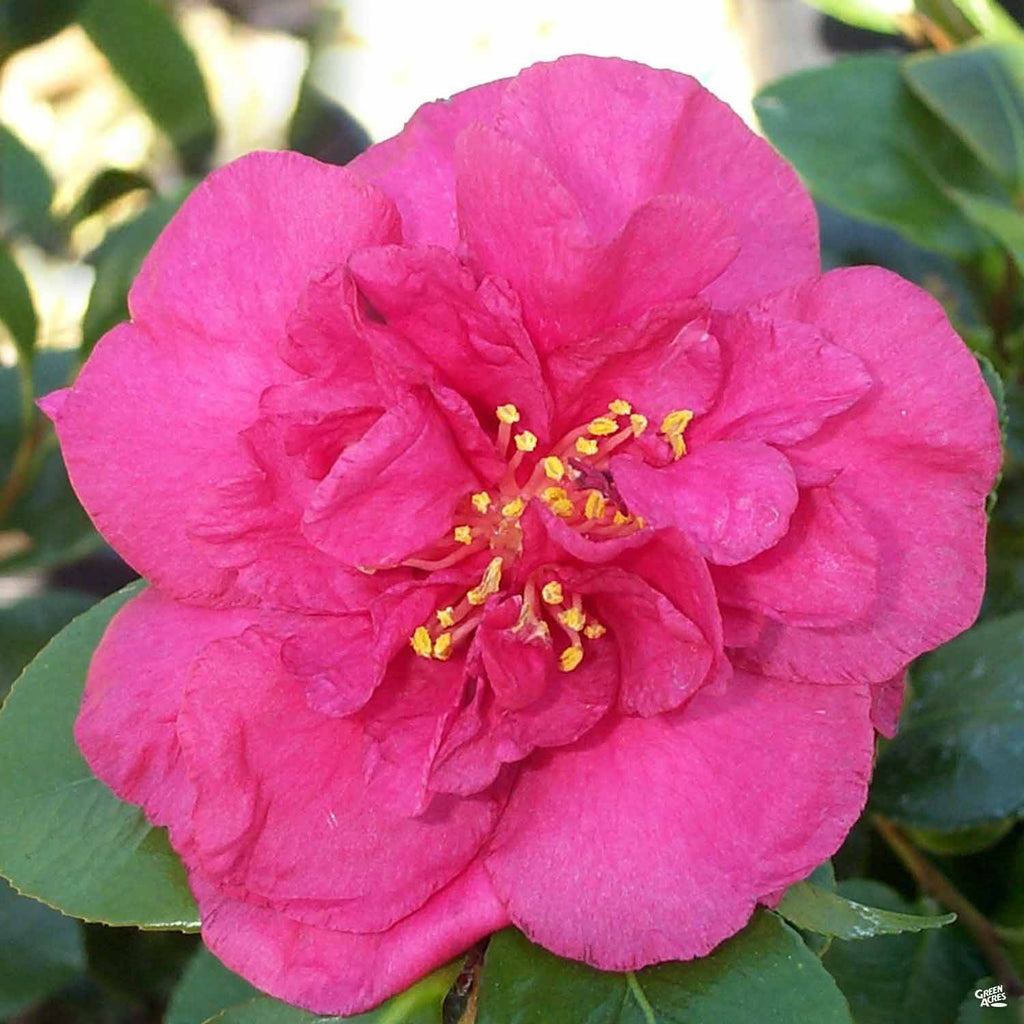bonanza herbicide Camellia s. 'Bonanza'