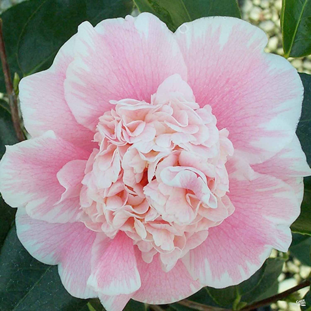 Camellia j. 'C.M. Wilson' | Matsuda's