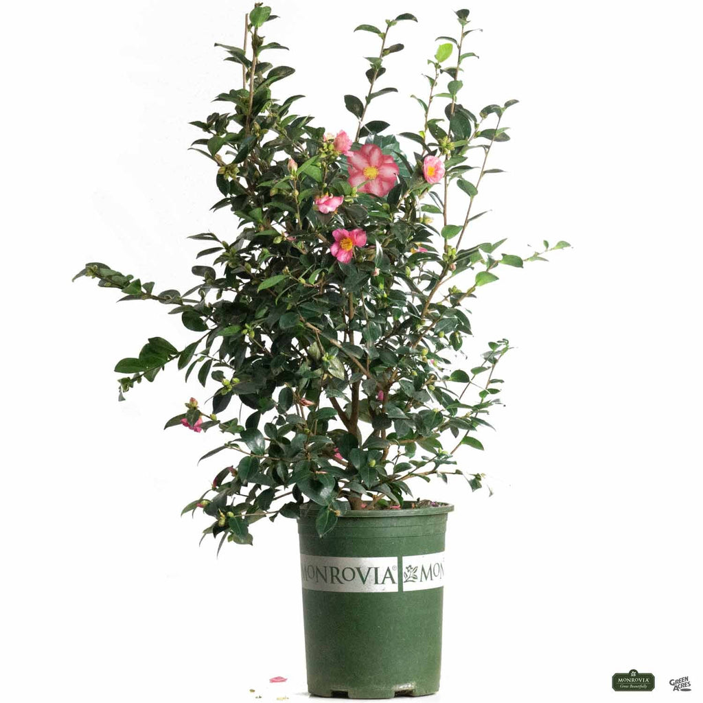 Camellia s. 'Kanjiro' | Monrovia — Green Acres Nursery & Supply