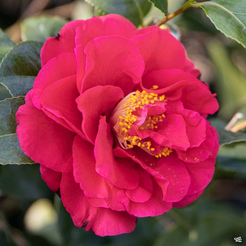 Kramer's Supreme Camellia - PlantingTree