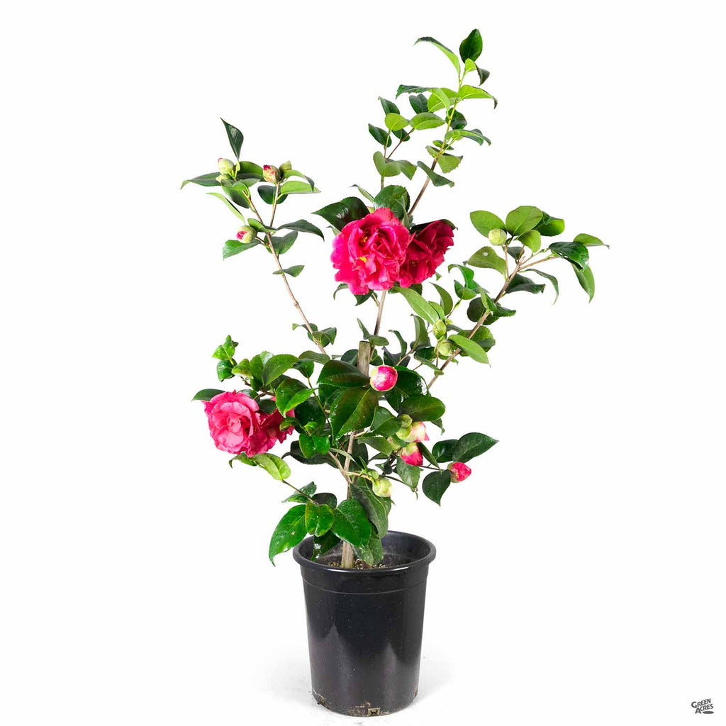 Kramer's Supreme Camellia - PlantingTree