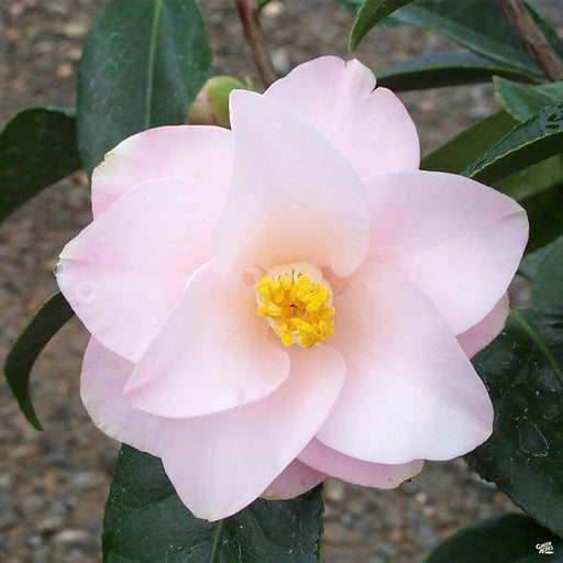Camellia 'Magnolieaflora'