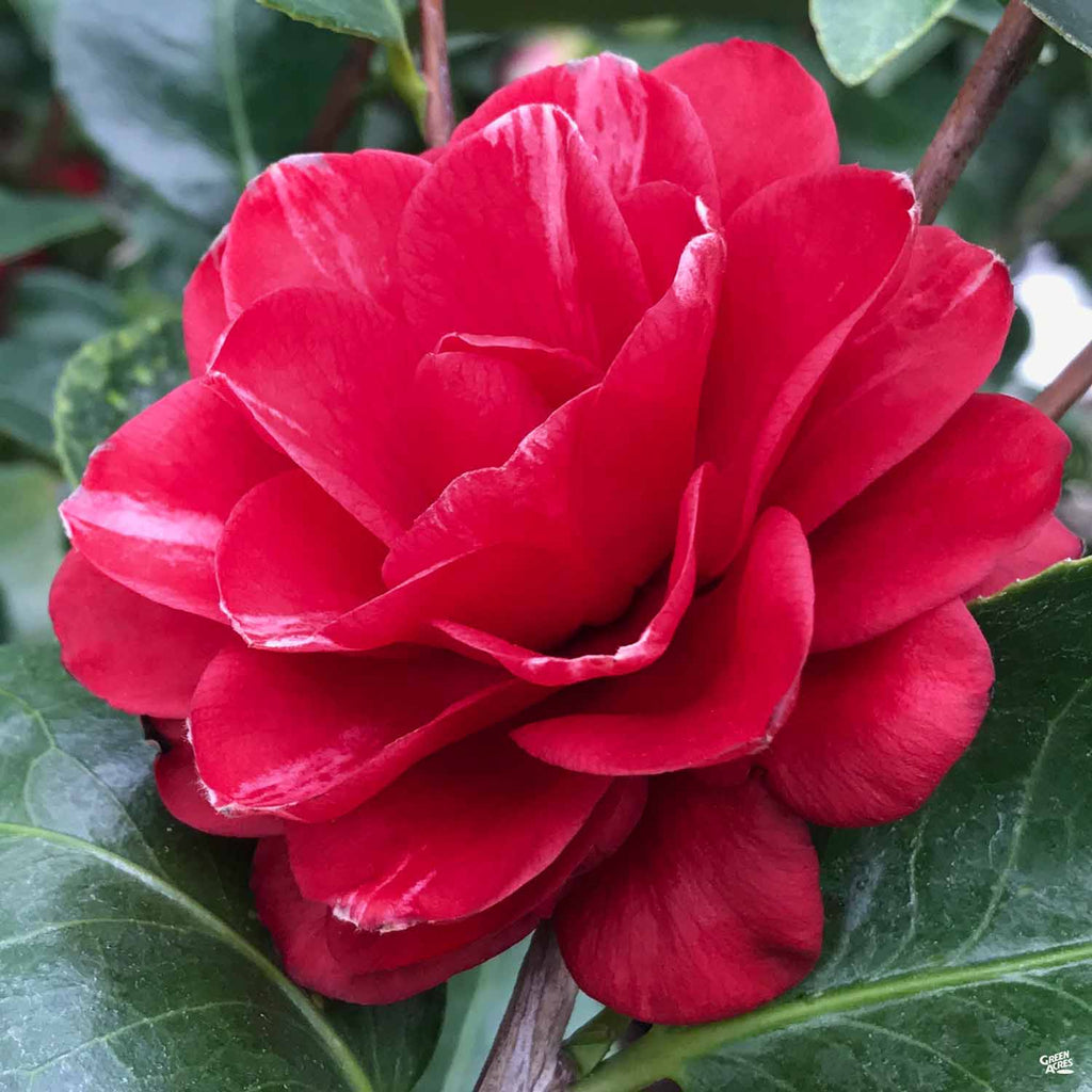 Camellia j. 'Mrs. Charles Cobb' | Matsuda's — Green Acres Nursery